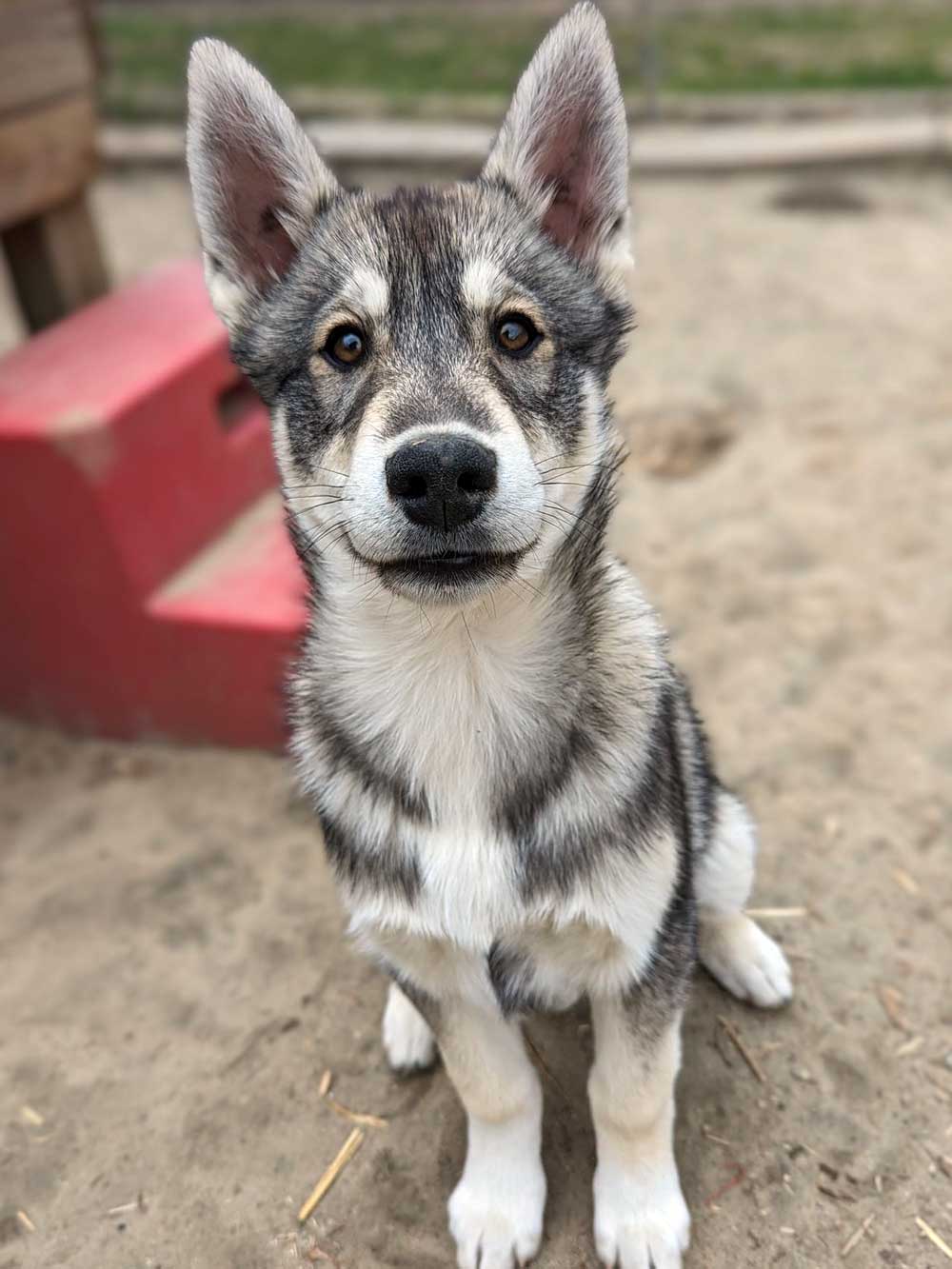 Rocky