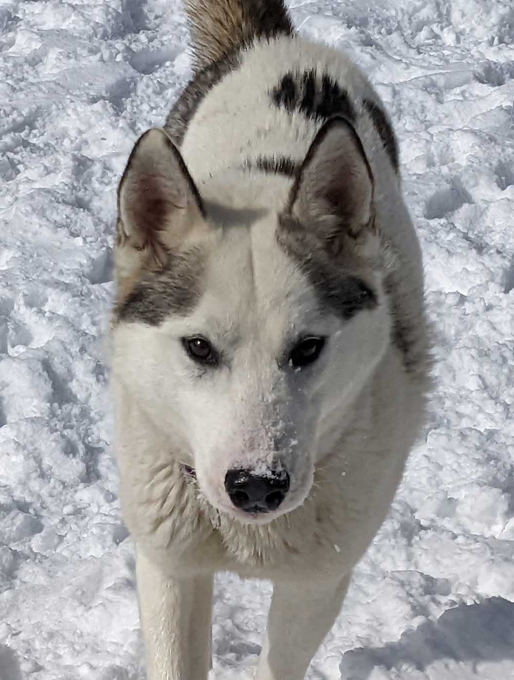 Blizzard