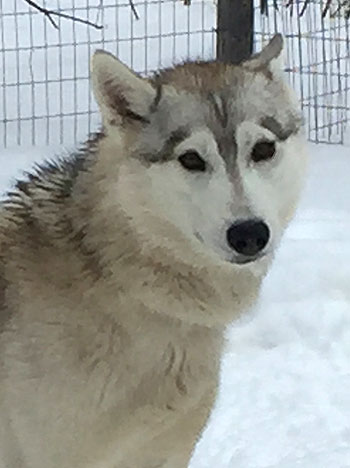 Kona